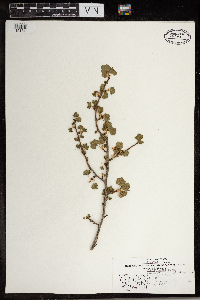 Ribes cereum image