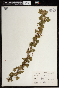 Ribes lacustre image