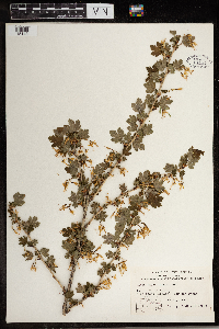 Ribes missouriense image