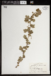 Ribes missouriense image