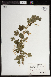Ribes missouriense image