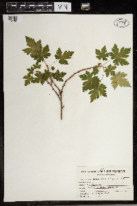 Ribes lacustre image