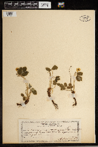 Fragaria vesca image