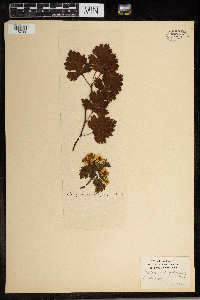 Crataegus scabrida image