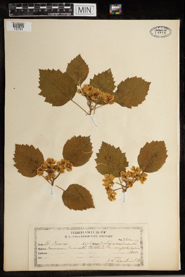 Crataegus coccinea image