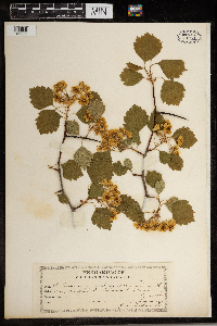 Crataegus coccinea image