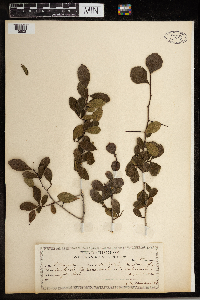 Media resource of Crataegus calpodendron