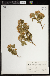 Physocarpus opulifolius image