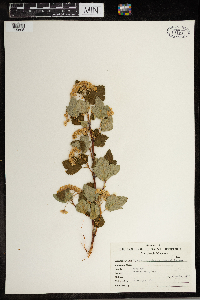 Physocarpus malvaceous image