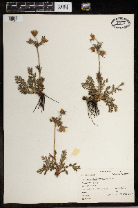 Geum triflorum image