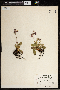 Geum triflorum image