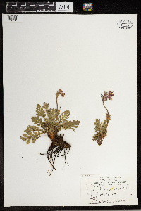 Geum triflorum image
