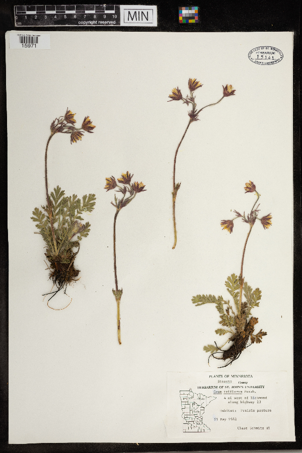 Geum triflorum image