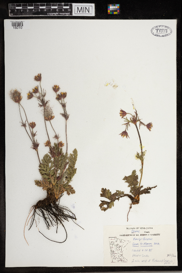Geum triflorum image