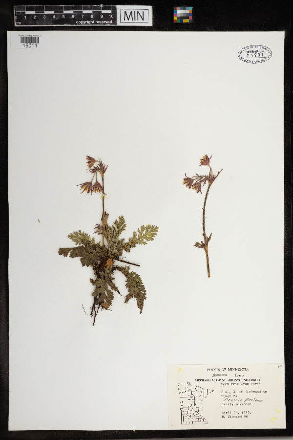 Geum triflorum image