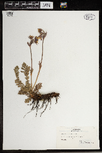 Geum triflorum image