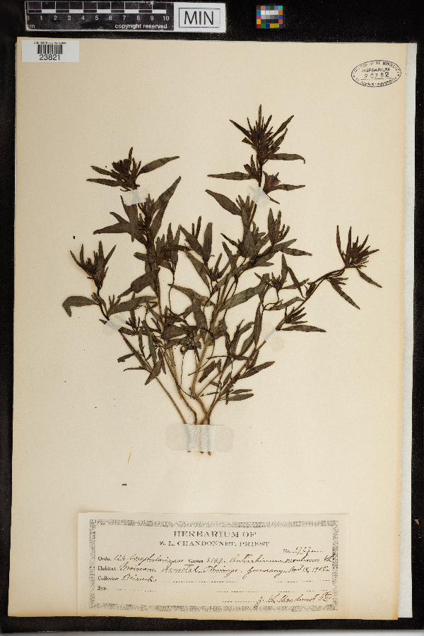 Misopates orontium image