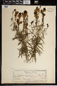 Linaria vulgaris image