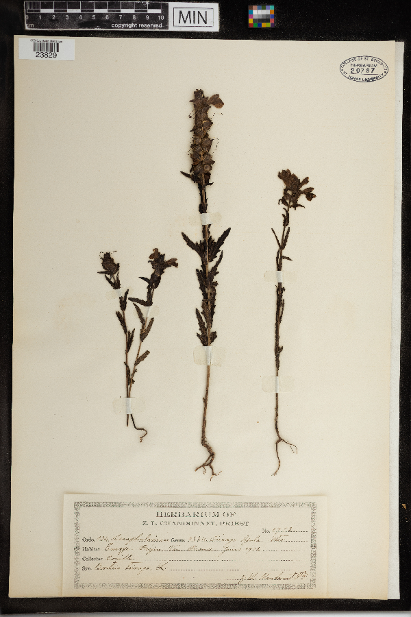 Bellardia trixago image