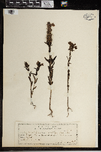 Image Associated With the Occurrence