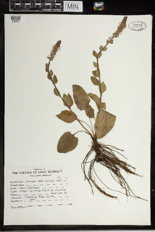 Synthyris rubra image