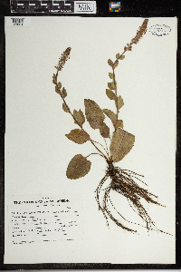 Media resource of Synthyris rubra