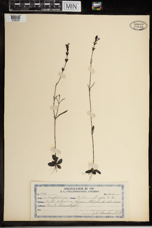 Buchnera urticifolia image