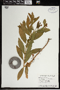 Penthorum sedoides image