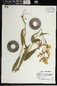 Penstemon digitalis image