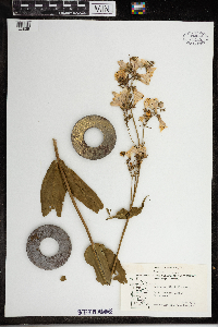 Penstemon digitalis image