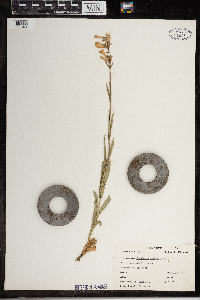 Penstemon gracilis image