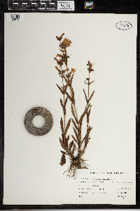 Penstemon gracilis image