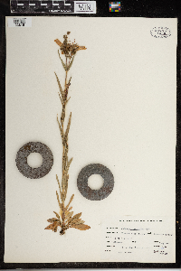 Penstemon gracilis image