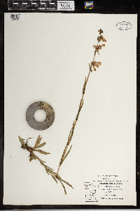 Penstemon gracilis image
