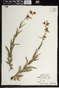 Penstemon gracilis image