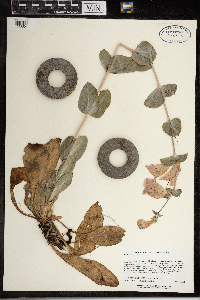 Penstemon grandiflorus image