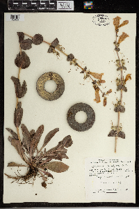 Penstemon grandiflorus image