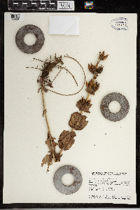 Penstemon grandiflorus image