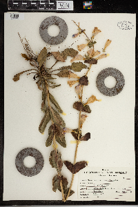 Penstemon grandiflorus image