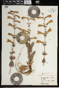 Penstemon grandiflorus image