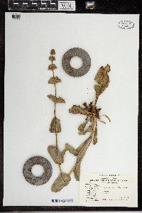 Penstemon grandiflorus image