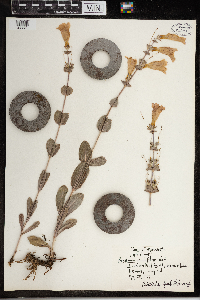 Penstemon grandiflorus image