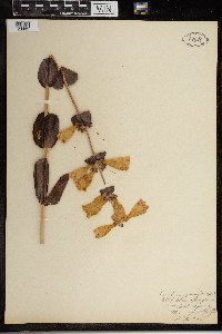 Penstemon grandiflorus image