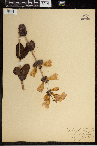 Penstemon grandiflorus image