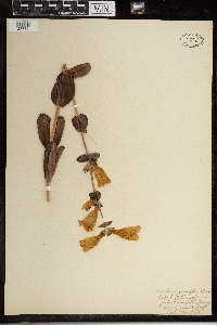 Penstemon grandiflorus image