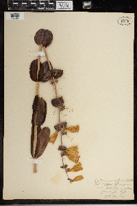 Penstemon grandiflorus image