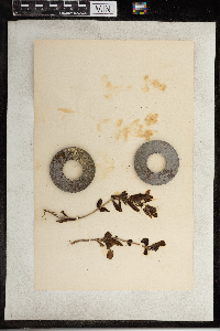 Penstemon gracilis image