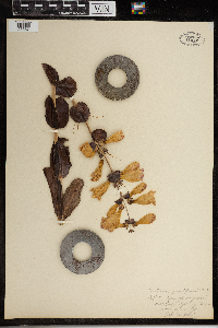 Penstemon grandiflorus image