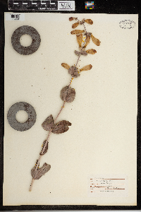 Penstemon grandiflorus image