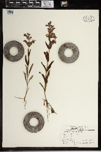Penstemon albidus image